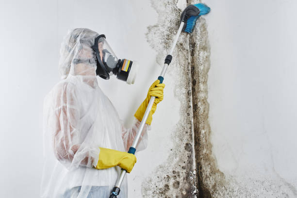 Professional Mold Remediation in Newport, NC