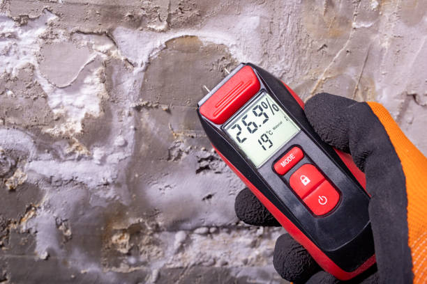 Best Post-Flood Mold Remediation in Newport, NC