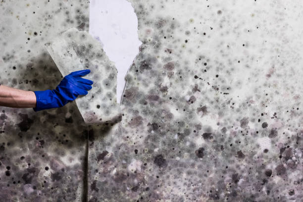 Best DIY Mold Remediation Support Services in Newport, NC
